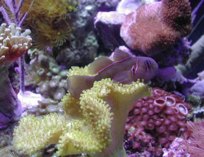 corals inverts - sarcophyton elegans - yellow fiji leather coral stocking in 20 gallons tank - Yellow Citron Goby corals inverts - sarcophyton elegans - yellow fiji leather coral stocking in 20 gallons tank - Yellow Citron Goby