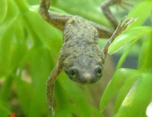 corals inverts - hymenochirus boettgeri - african dwarf frog stocking in 50 gallons tank - dwarf frog corals inverts - hymenochirus boettgeri - african dwarf frog stocking in 50 gallons tank - dwarf frog
