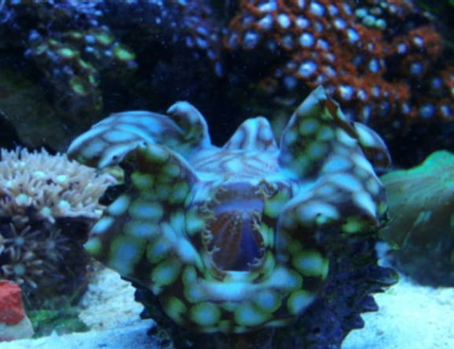 corals inverts - tridacna squamosa - squamosa clam - Squamosa Clam in my 12 gallon nano cube corals inverts - tridacna squamosa - squamosa clam - Squamosa Clam in my 12 gallon nano cube