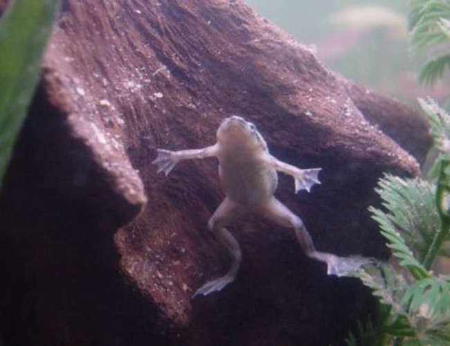 corals inverts - hymenochirus boettgeri - african dwarf frog stocking in 90 gallons tank - James Dean, 1 of our 3 African Dwarf Frogs. corals inverts - hymenochirus boettgeri - african dwarf frog stocking in 90 gallons tank - James Dean, 1 of our 3 African Dwarf Frogs.