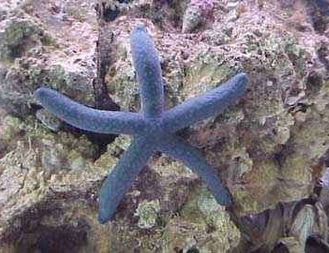 corals inverts - linckia laevigata - linckia sea star - blue starfish corals inverts - linckia laevigata - linckia sea star - blue starfish