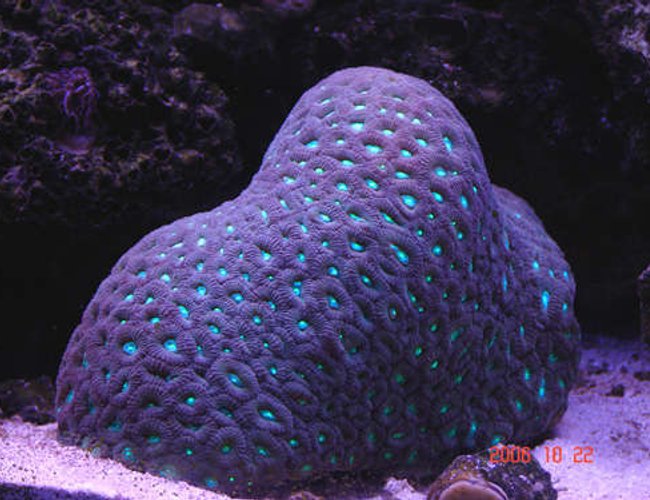 corals inverts - favites sp. - neon eye favia brain stocking in 90 gallons tank - open brain corals inverts - favites sp. - neon eye favia brain stocking in 90 gallons tank - open brain