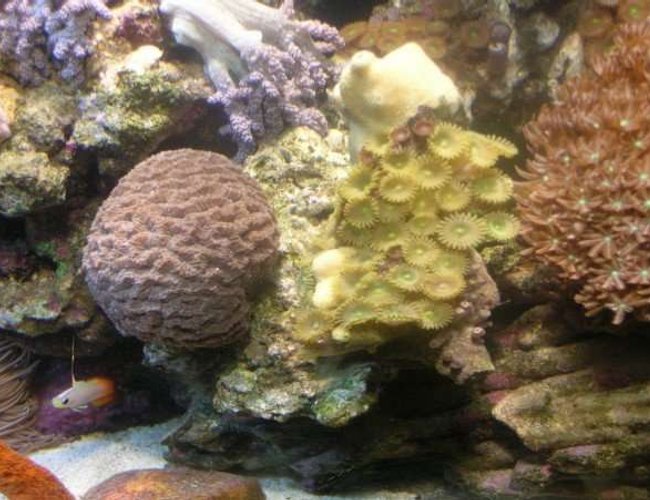 corals inverts - platygyra sp. - maze brain coral stocking in 90 gallons tank - Brain Coral and Button Polyps corals inverts - platygyra sp. - maze brain coral stocking in 90 gallons tank - Brain Coral and Button Polyps