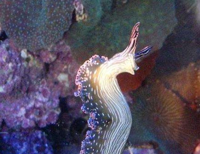 corals inverts - tridachia crispata - lettuce sea slug (nudibranch) stocking in 160 gallons tank - Elysia in a ray of sun corals inverts - tridachia crispata - lettuce sea slug (nudibranch) stocking in 160 gallons tank - Elysia in a ray of sun