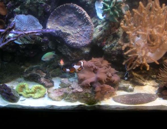 corals inverts - merulina ampliata - merulina coral stocking in 90 gallons tank - Clam, Brain, Lettuce coral etc. corals inverts - merulina ampliata - merulina coral stocking in 90 gallons tank - Clam, Brain, Lettuce coral etc.