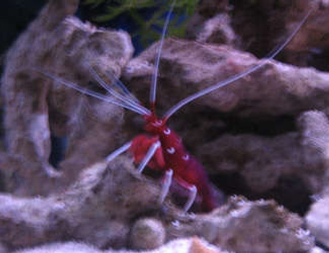 corals inverts - lysmata debelius - blood red fire shrimp stocking in 38 gallons tank - tank 1 blood shrimp corals inverts - lysmata debelius - blood red fire shrimp stocking in 38 gallons tank - tank 1 blood shrimp