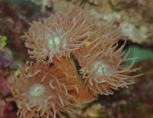 corals inverts - catalaphyllia jardinei - elegance coral stocking in 32 gallons tank - Some sort of branching Elegance corals inverts - catalaphyllia jardinei - elegance coral stocking in 32 gallons tank - Some sort of branching Elegance