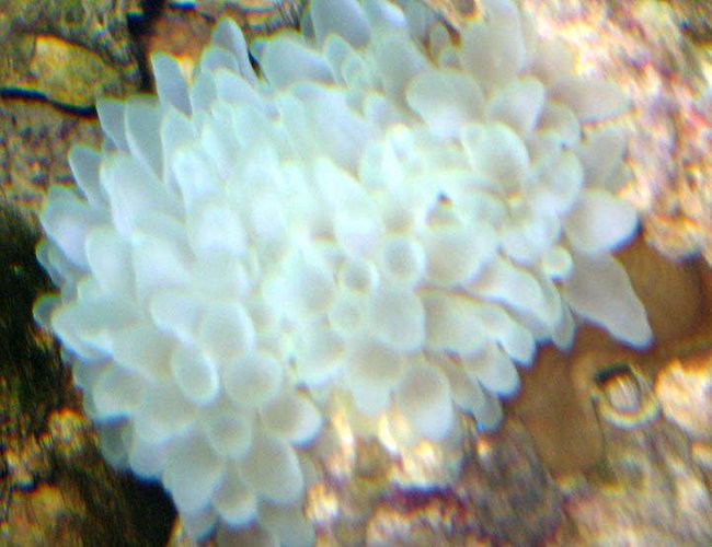 corals inverts - entacmaea quadricolor - bulb anemone stocking in 110 gallons tank - Bubble Anemone corals inverts - entacmaea quadricolor - bulb anemone stocking in 110 gallons tank - Bubble Anemone