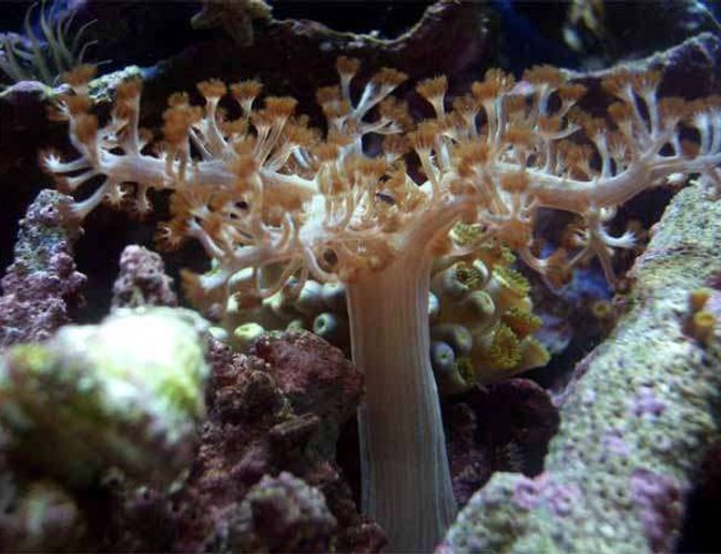 corals inverts - paralemnalia sp. - tree coral stocking in 14 gallons tank - Tree soft coral corals inverts - paralemnalia sp. - tree coral stocking in 14 gallons tank - Tree soft coral