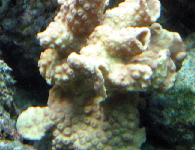 corals inverts - turbinaria sp. - ruffled ridge coral stocking in 110 gallons tank - Scroll Coral corals inverts - turbinaria sp. - ruffled ridge coral stocking in 110 gallons tank - Scroll Coral