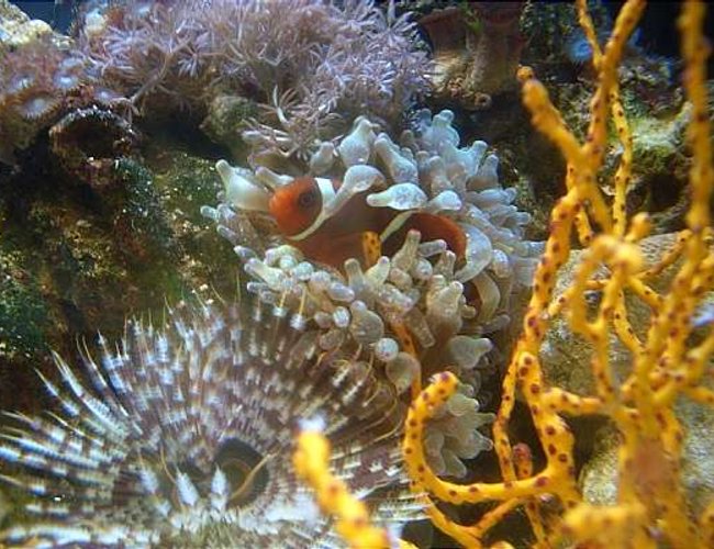 corals inverts - diodogorgia nodulifera - yellow finger gorgonian stocking in 12 gallons tank - gold stripe maroon clown 1 corals inverts - diodogorgia nodulifera - yellow finger gorgonian stocking in 12 gallons tank - gold stripe maroon clown 1