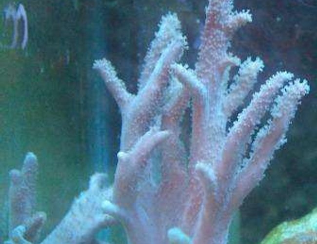 corals inverts - montipora sp. - german blue polyp digitata stocking in 10 gallons tank - My soft purple coral (type of colt I think) corals inverts - montipora sp. - german blue polyp digitata stocking in 10 gallons tank - My soft purple coral (type of colt I think)