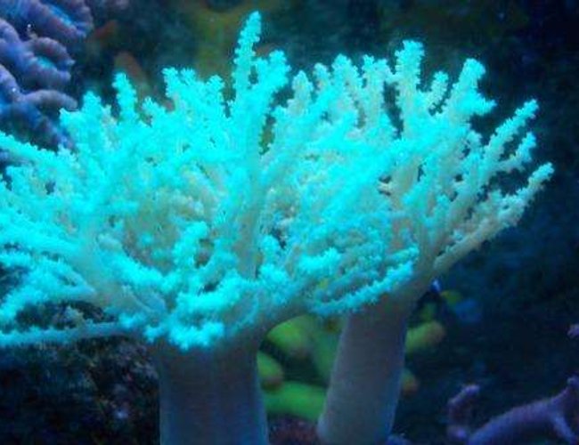 corals inverts - sinularia flexibis - spaghetti finger leather coral stocking in 10 gallons tank - green neon soft corals inverts - sinularia flexibis - spaghetti finger leather coral stocking in 10 gallons tank - green neon soft