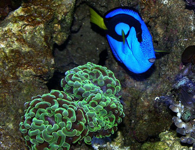 corals inverts - euphyllia ancora - hammer / anchor coral stocking in 170 gallons tank - A vivid Blue Tang next to an Anchor Coral. corals inverts - euphyllia ancora - hammer / anchor coral stocking in 170 gallons tank - A vivid Blue Tang next to an Anchor Coral.
