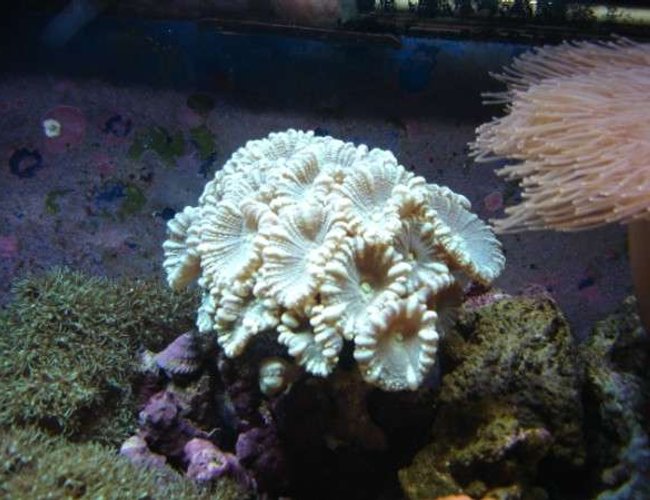corals inverts - caulastrea curvata - trumpet coral stocking in 112 gallons tank - trumpet coral corals inverts - caulastrea curvata - trumpet coral stocking in 112 gallons tank - trumpet coral