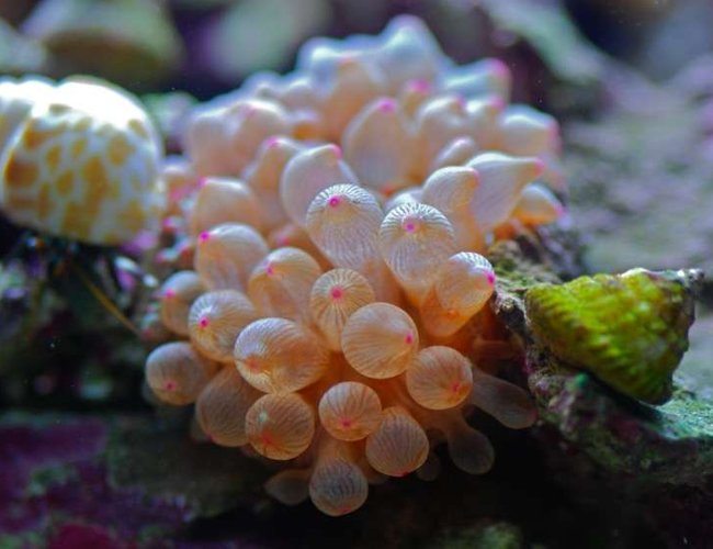 corals inverts - entacmaea quadricolor - rose bulb anemone stocking in 14 gallons tank - Rose BTA corals inverts - entacmaea quadricolor - rose bulb anemone stocking in 14 gallons tank - Rose BTA