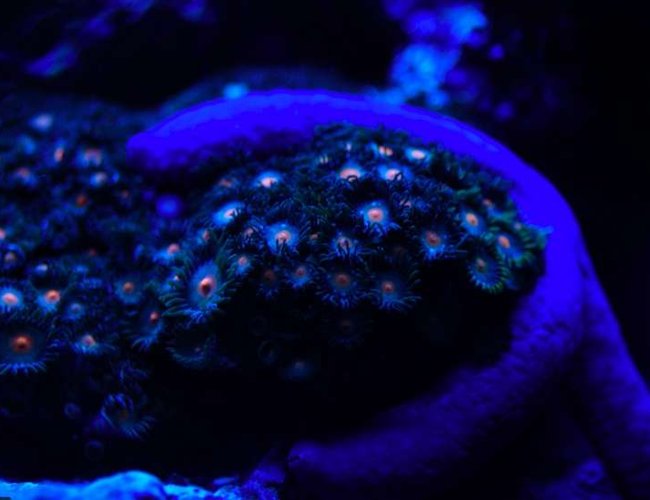 corals inverts - linckia laevigata - blue linckia sea star stocking in 160 gallons tank - Blue Linkia and Polyps at Night corals inverts - linckia laevigata - blue linckia sea star stocking in 160 gallons tank - Blue Linkia and Polyps at Night