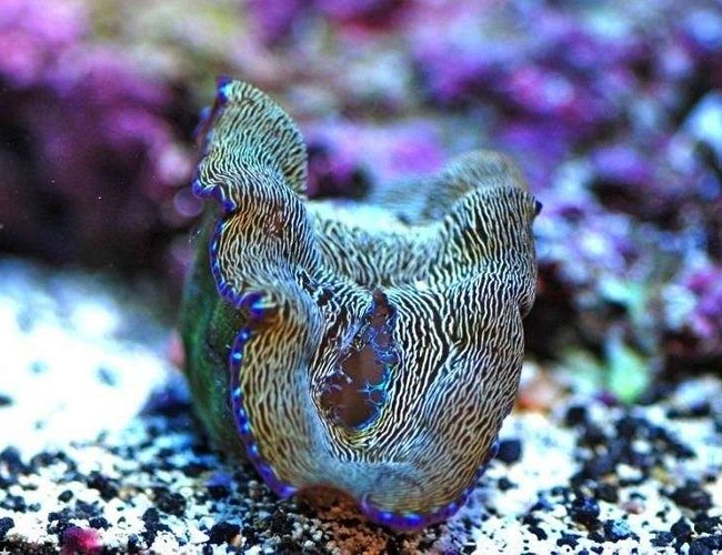 corals inverts - tridacna derasa - derasa clam stocking in 160 gallons tank - Golden Dursa Clam corals inverts - tridacna derasa - derasa clam stocking in 160 gallons tank - Golden Dursa Clam