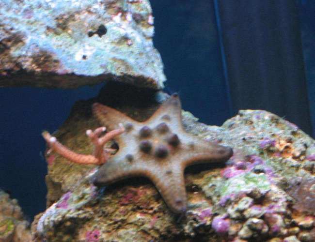 corals inverts - protoreastor nodosus - chocolate chip starfish stocking in 55 gallons tank - Chocolate Chip Starfish corals inverts - protoreastor nodosus - chocolate chip starfish stocking in 55 gallons tank - Chocolate Chip Starfish