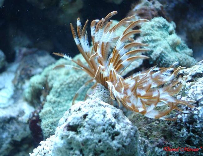 corals inverts - sabellastarte magnifica - magnificent feather duster stocking in 77 gallons tank - Feather duster (Sabellastarte magnifica) corals inverts - sabellastarte magnifica - magnificent feather duster stocking in 77 gallons tank - Feather duster (Sabellastarte magnifica)
