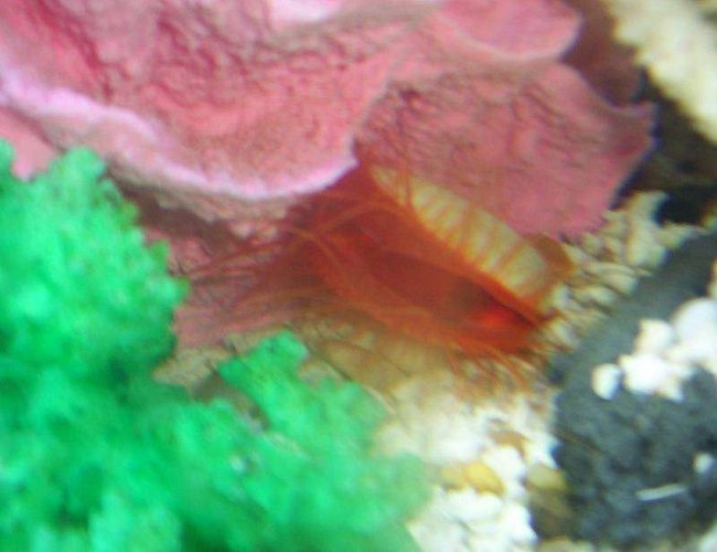 corals inverts - lima scabra - flame scallop stocking in 55 gallons tank - flame scollop corals inverts - lima scabra - flame scallop stocking in 55 gallons tank - flame scollop