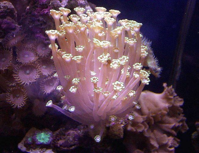 corals inverts - alveopora sp. - alveopora coral stocking in 20 gallons tank - ALVEOPORA CORAL RT SIDE MID 20XH REEF corals inverts - alveopora sp. - alveopora coral stocking in 20 gallons tank - ALVEOPORA CORAL RT SIDE MID 20XH REEF