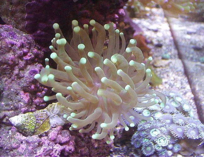 corals inverts - euphyllia glabrescens - torch coral stocking in 20 gallons tank - GREEN TORCH, TURQOISE PURPLE ZOANTHIDS P.R. corals inverts - euphyllia glabrescens - torch coral stocking in 20 gallons tank - GREEN TORCH, TURQOISE PURPLE ZOANTHIDS P.R.