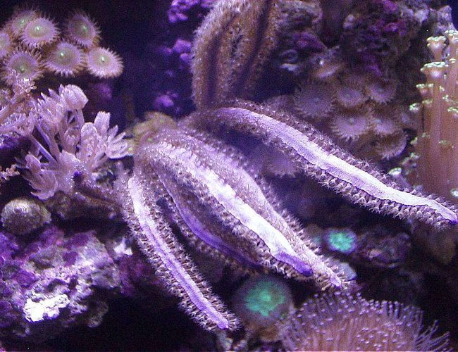 corals inverts - pterogorgia citrina - green lace gorgonian stocking in 20 gallons tank - PURPLE RIMMED PPE, PURPLE BLADE GORGONIAN, PINK PALYTHOAS, LEATHER, XENIAS, GREEN/RED BLASTOMUSSA, ALVEOPORA corals inverts - pterogorgia citrina - green lace gorgonian stocking in 20 gallons tank - PURPLE RIMMED PPE, PURPLE BLADE GORGONIAN, PINK PALYTHOAS, LEATHER, XENIAS, GREEN/RED BLASTOMUSSA, ALVEOPORA