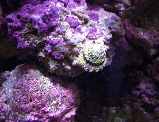 corals inverts - astraea tecta - astraea turbo snail stocking in 20 gallons tank - PURPLE PINK CORALINE ALGA AND ASTREA SNAIL AT WORK... corals inverts - astraea tecta - astraea turbo snail stocking in 20 gallons tank - PURPLE PINK CORALINE ALGA AND ASTREA SNAIL AT WORK...