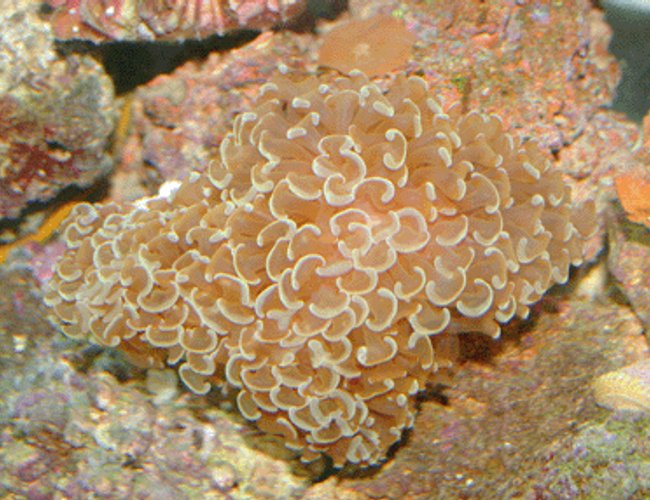 corals inverts - euphyllia ancora - hammer / anchor coral stocking in 55 gallons tank - Coral corals inverts - euphyllia ancora - hammer / anchor coral stocking in 55 gallons tank - Coral