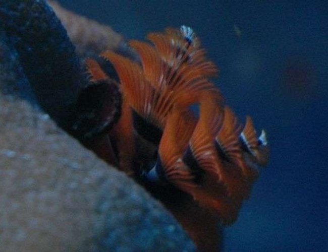 corals inverts - spirobranchus sp. - christmas tree worm stocking in 50 gallons tank - X-mas tree worm corals inverts - spirobranchus sp. - christmas tree worm stocking in 50 gallons tank - X-mas tree worm