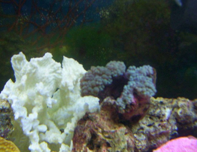 corals inverts - physogyra sp. - bubble coral stocking in 55 gallons tank - bubble coral corals inverts - physogyra sp. - bubble coral stocking in 55 gallons tank - bubble coral