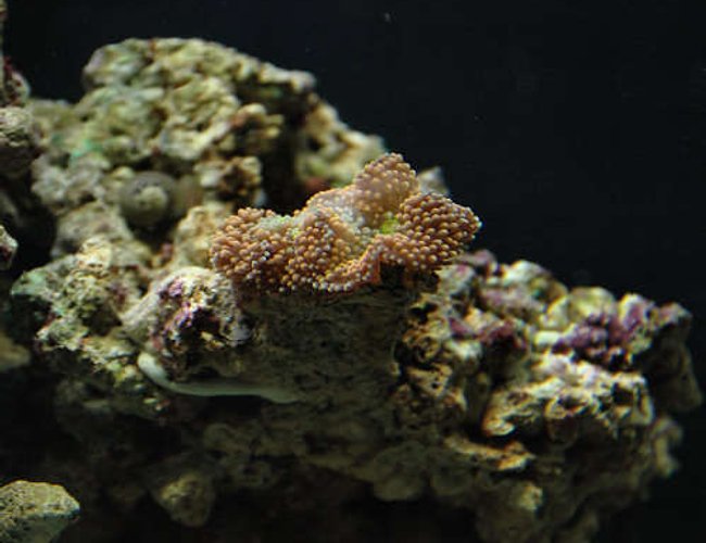 corals inverts - ricordea florida - ricordea mushroom stocking in 29 gallons tank - Purple - Orange Ricordea corals inverts - ricordea florida - ricordea mushroom stocking in 29 gallons tank - Purple - Orange Ricordea