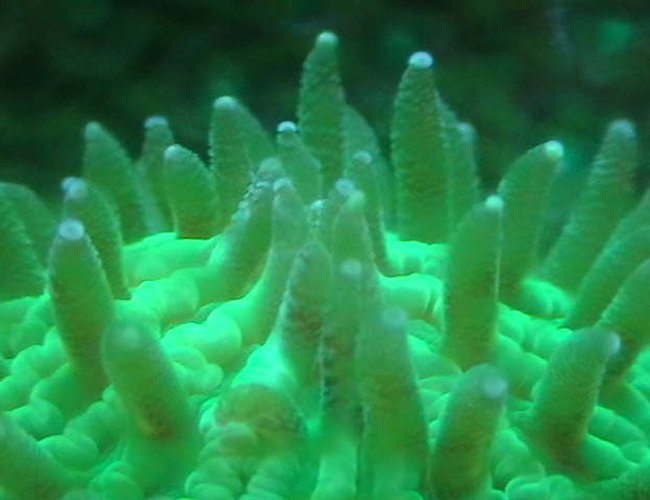 corals inverts - fungia repanda - plate coral, neon green - short tentacle stocking in 25 gallons tank - Bright green fungia under actinics. corals inverts - fungia repanda - plate coral, neon green - short tentacle stocking in 25 gallons tank - Bright green fungia under actinics.