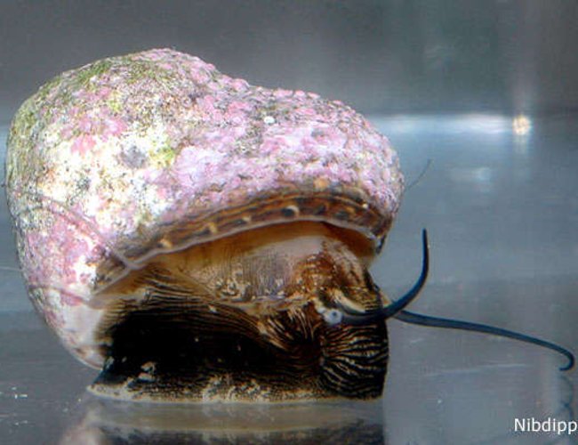 corals inverts - margarites pupillus - margarita snail stocking in 24 gallons tank - Marguerita Snail in acclimation tank corals inverts - margarites pupillus - margarita snail stocking in 24 gallons tank - Marguerita Snail in acclimation tank