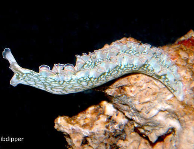 corals inverts - tridachia crispata - lettuce sea slug (nudibranch), green stocking in 24 gallons tank - Romaine, our Elysia Crispata or Lettuce Slug corals inverts - tridachia crispata - lettuce sea slug (nudibranch), green stocking in 24 gallons tank - Romaine, our Elysia Crispata or Lettuce Slug