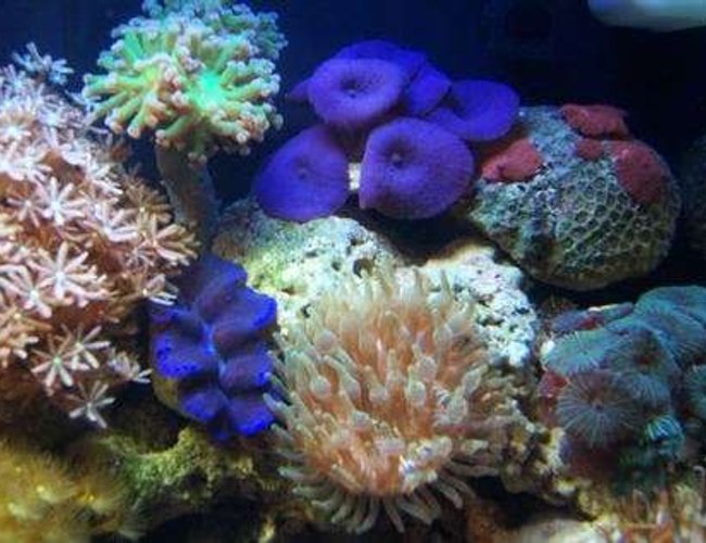 corals inverts - clavularia sp. - clove polyp stocking in 12 gallons tank - Mushrooms, clam, frogspwan, bubble tip anemone and clove poylps. corals inverts - clavularia sp. - clove polyp stocking in 12 gallons tank - Mushrooms, clam, frogspwan, bubble tip anemone and clove poylps.