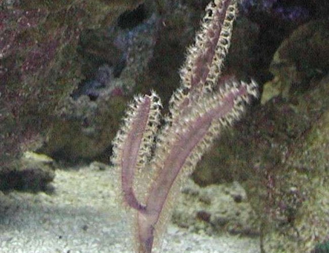 corals inverts - pterogorgia citrina - green lace gorgonian stocking in 180 gallons tank - Purple Blade Gorgonian corals inverts - pterogorgia citrina - green lace gorgonian stocking in 180 gallons tank - Purple Blade Gorgonian
