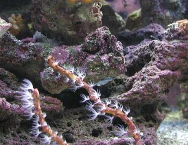 corals inverts - diodogorgia nodulifera - yellow finger gorgonian stocking in 180 gallons tank - Yellow Gorgonian. corals inverts - diodogorgia nodulifera - yellow finger gorgonian stocking in 180 gallons tank - Yellow Gorgonian.