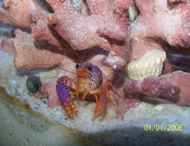 corals inverts - enoplometopus sp. - purple lobster stocking in 72 gallons tank - Purple Lobster corals inverts - enoplometopus sp. - purple lobster stocking in 72 gallons tank - Purple Lobster