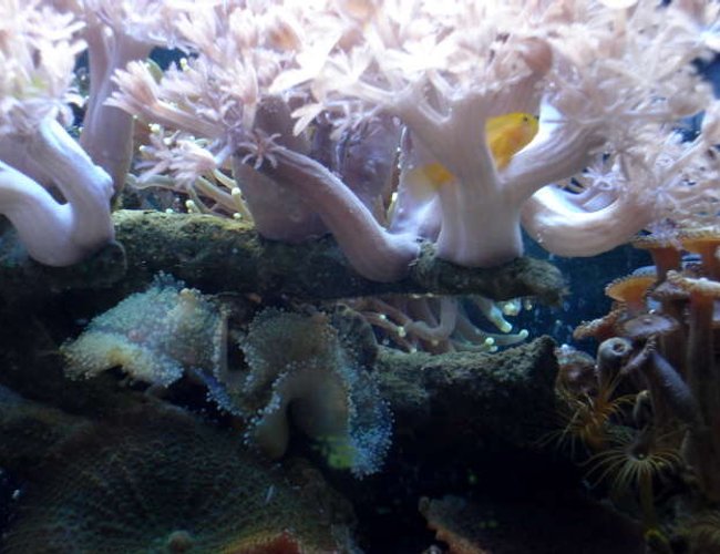 corals inverts - anthelia sp. - waving hand, thick stem - 10g AGA with refugium and protein skimmer and XENIA'S. lots and lots of xenias......... corals inverts - anthelia sp. - waving hand, thick stem - 10g AGA with refugium and protein skimmer and XENIA'S. lots and lots of xenias.........