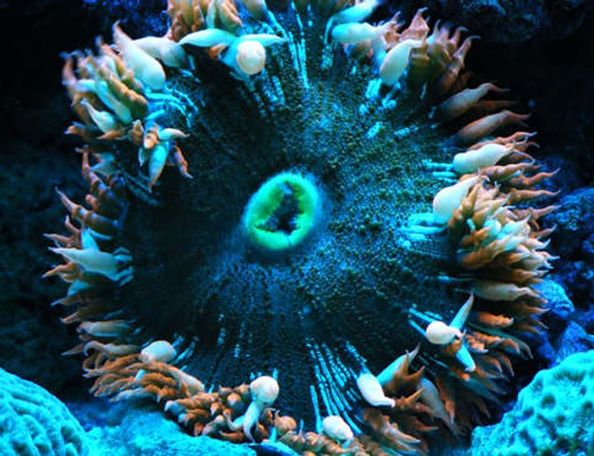 corals inverts - epicystis crucifer - rock flower anemone stocking in 90 gallons tank - rock flower corals inverts - epicystis crucifer - rock flower anemone stocking in 90 gallons tank - rock flower