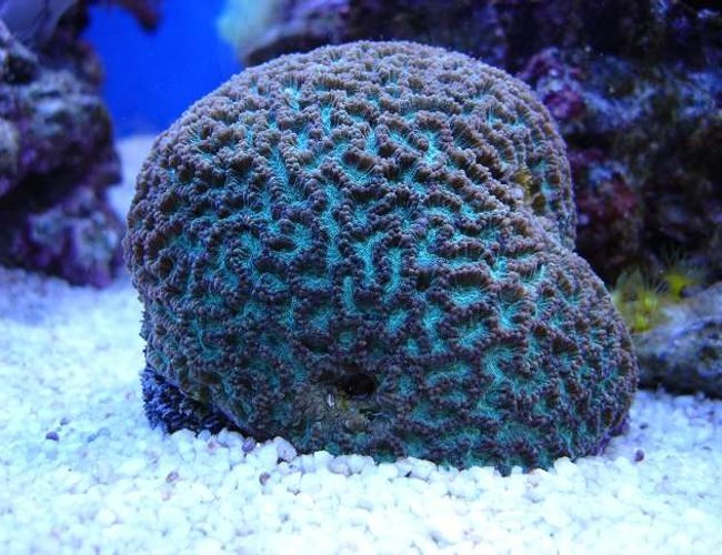 corals inverts - platygyra sp. - maze brain stocking in 140 gallons tank - Open brain coral corals inverts - platygyra sp. - maze brain stocking in 140 gallons tank - Open brain coral