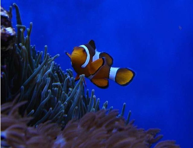 corals inverts - entacmaea quadricolor - bubble tip anemone stocking in 140 gallons tank - Clown over BTA corals inverts - entacmaea quadricolor - bubble tip anemone stocking in 140 gallons tank - Clown over BTA