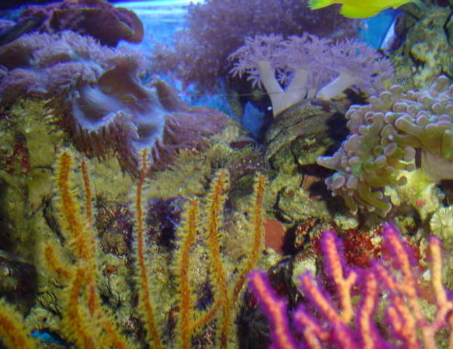 corals inverts - pterogorgia citrina - green lace gorgonian stocking in 110 gallons tank - our tank corals inverts - pterogorgia citrina - green lace gorgonian stocking in 110 gallons tank - our tank