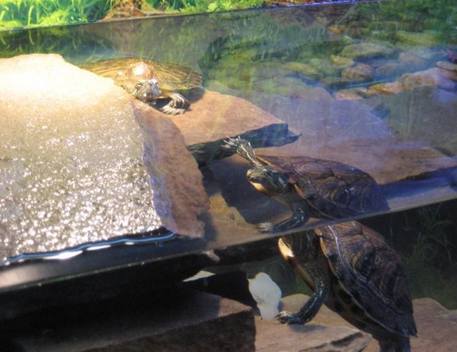 corals inverts - trachemys scripta scripta - yellow belly slider turtle stocking in 125 gallons tank - turtles corals inverts - trachemys scripta scripta - yellow belly slider turtle stocking in 125 gallons tank - turtles