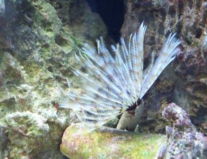 corals inverts - sabellastarte magnifica - magnificent feather duster stocking in 20 gallons tank - Feather Duster