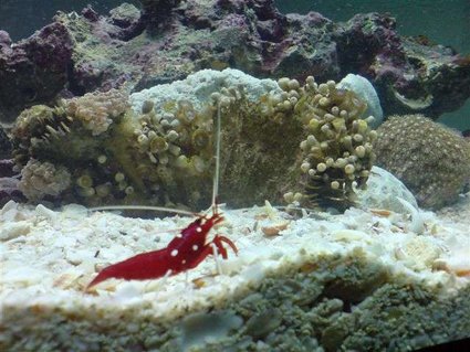 Rated #82: Corals Inverts - Lysmata Debelius - Blood Red Fire Shrimp Stocking In 110 Gallons Tank - new aquarium 110 gallon Rated #82: Corals Inverts - Lysmata Debelius - Blood Red Fire Shrimp Stocking In 110 Gallons Tank - new aquarium 110 gallon