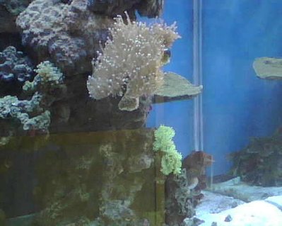 Rated #86: Corals Inverts - Euphyllia Glabrescens - Torch Coral Stocking In 90 Gallons Tank - torch coral and elegant coral Rated #86: Corals Inverts - Euphyllia Glabrescens - Torch Coral Stocking In 90 Gallons Tank - torch coral and elegant coral