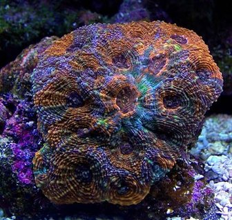Rated #9: Corals Inverts - Acanthastrea Echinata - Rainbow Acan Stocking In 135 Gallons Tank Rated #9: Corals Inverts - Acanthastrea Echinata - Rainbow Acan Stocking In 135 Gallons Tank